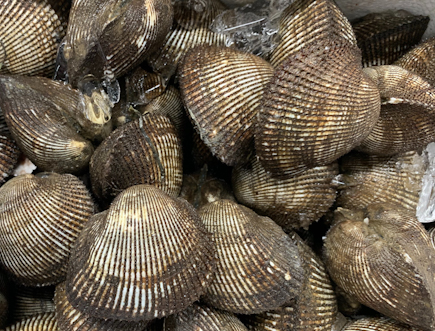 特/赤貝（殻付）
