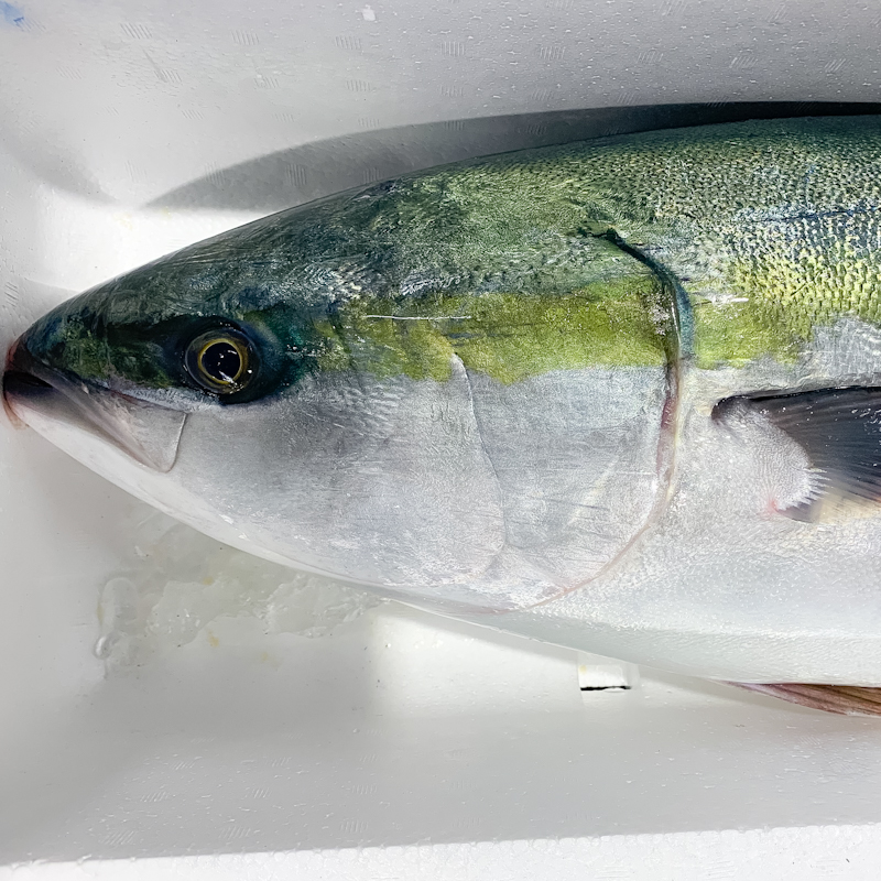 特/活〆天然ブリ