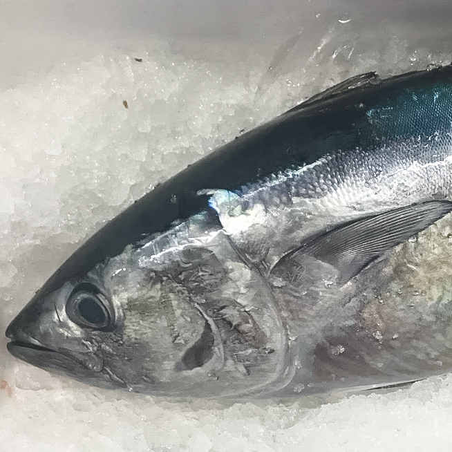 特/（釣）ヨコワ